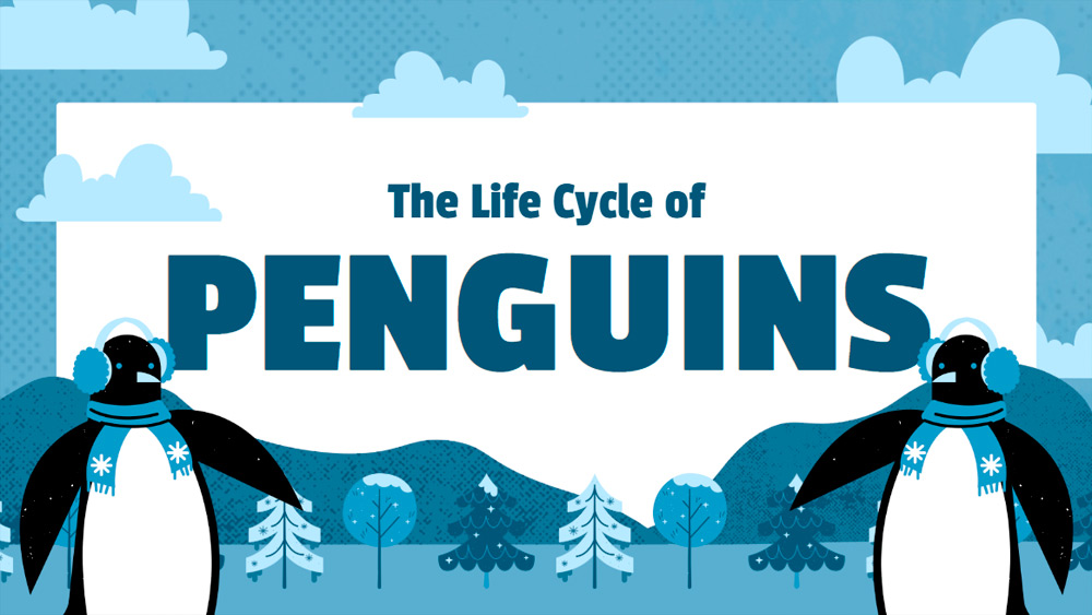 Penguin Life Cycle